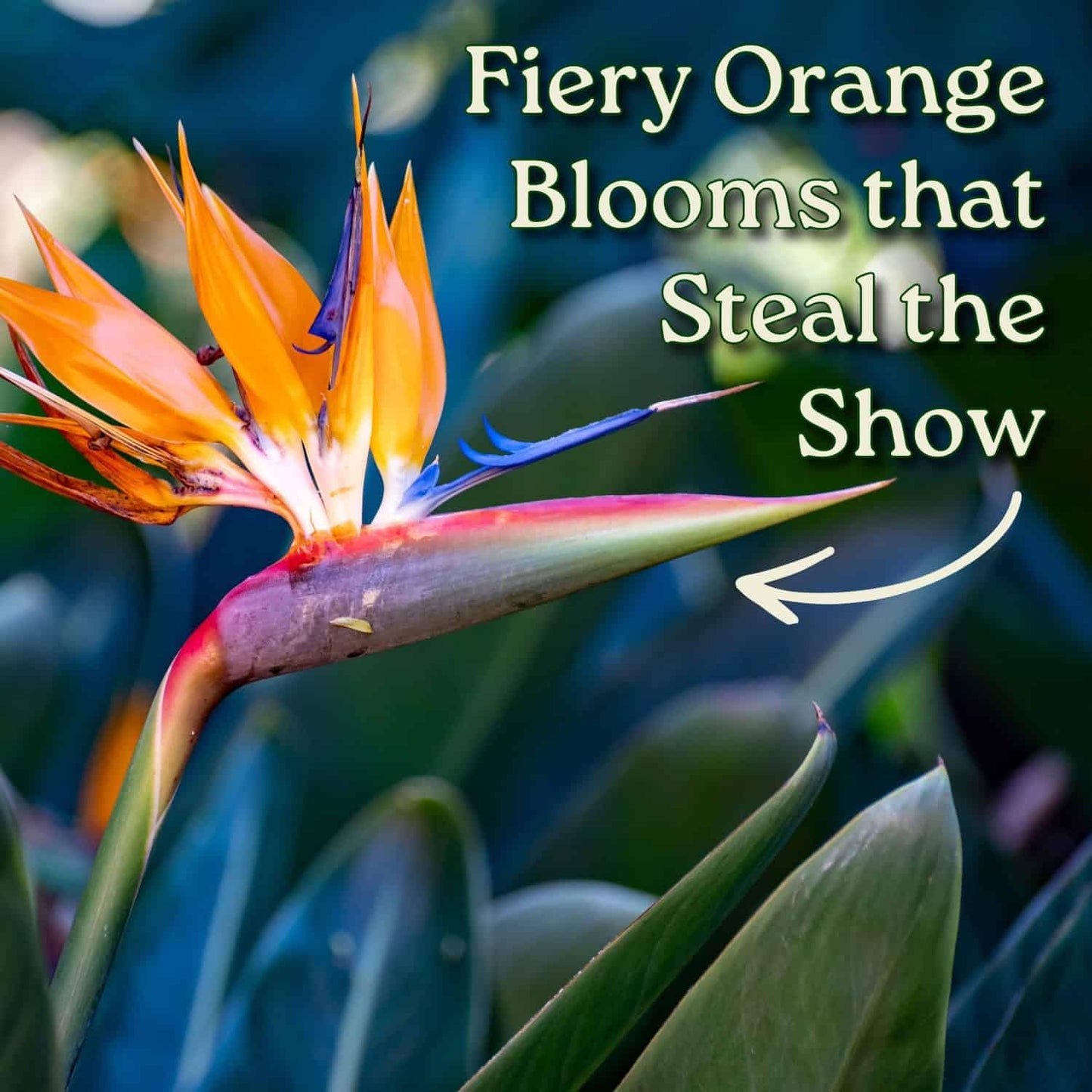 Tropical Plants of Florida Bird of Paradise Live Plant Orange Flower - 3 Gallon 30 to 36 Inch Tall Indoor Outdoor Tropical Foliage Plant