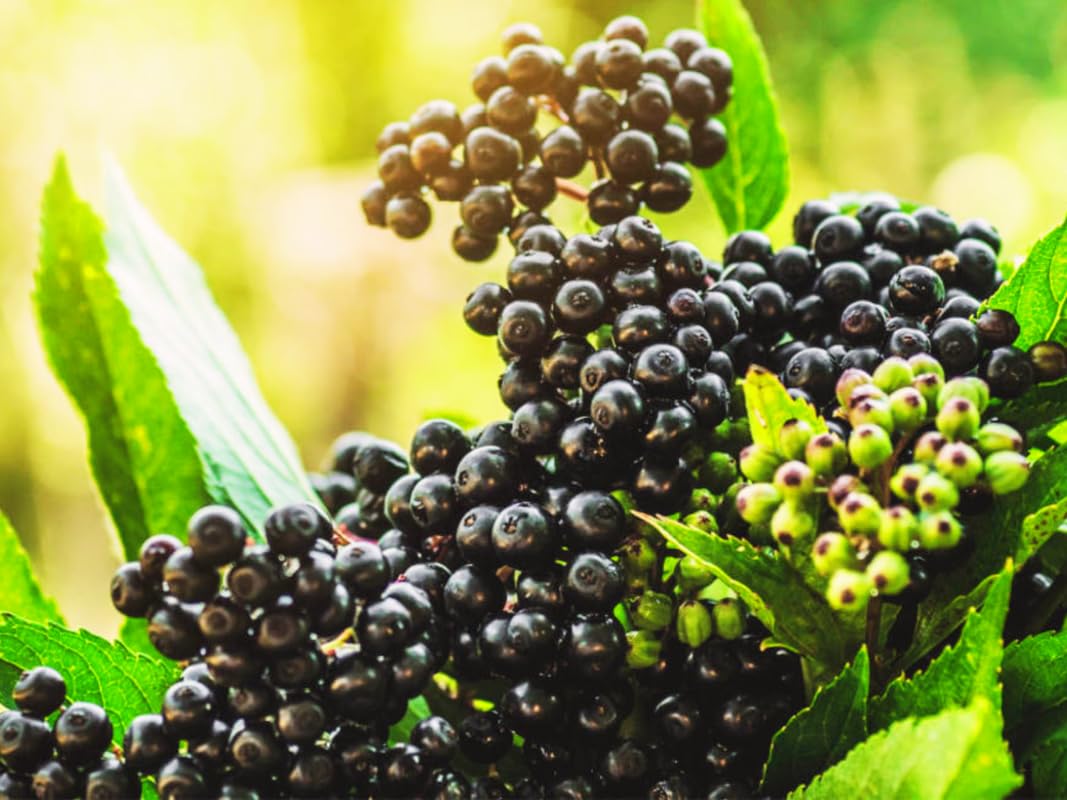 2 American Elderberry Trees Live Plants for Planting 6-12 Inch Tall, Black Elderberry Bush Live Plants, Sambucus Canadensis Elderberry Plants Live, Sweet Elderberries Fruit Trees, Bareroots