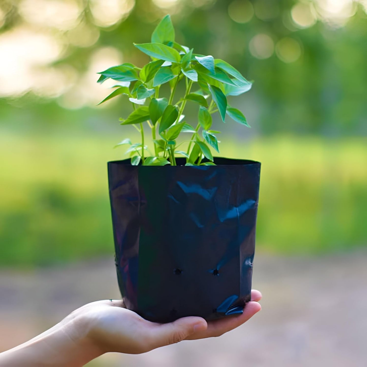 Garden 8 x 10 Inch Plastic Poly Grow Bags for Home Gardens - Perfect for Plantation and Used in Every Plant Nursery - Ideal for Home Plants (Black - 50 Qty)