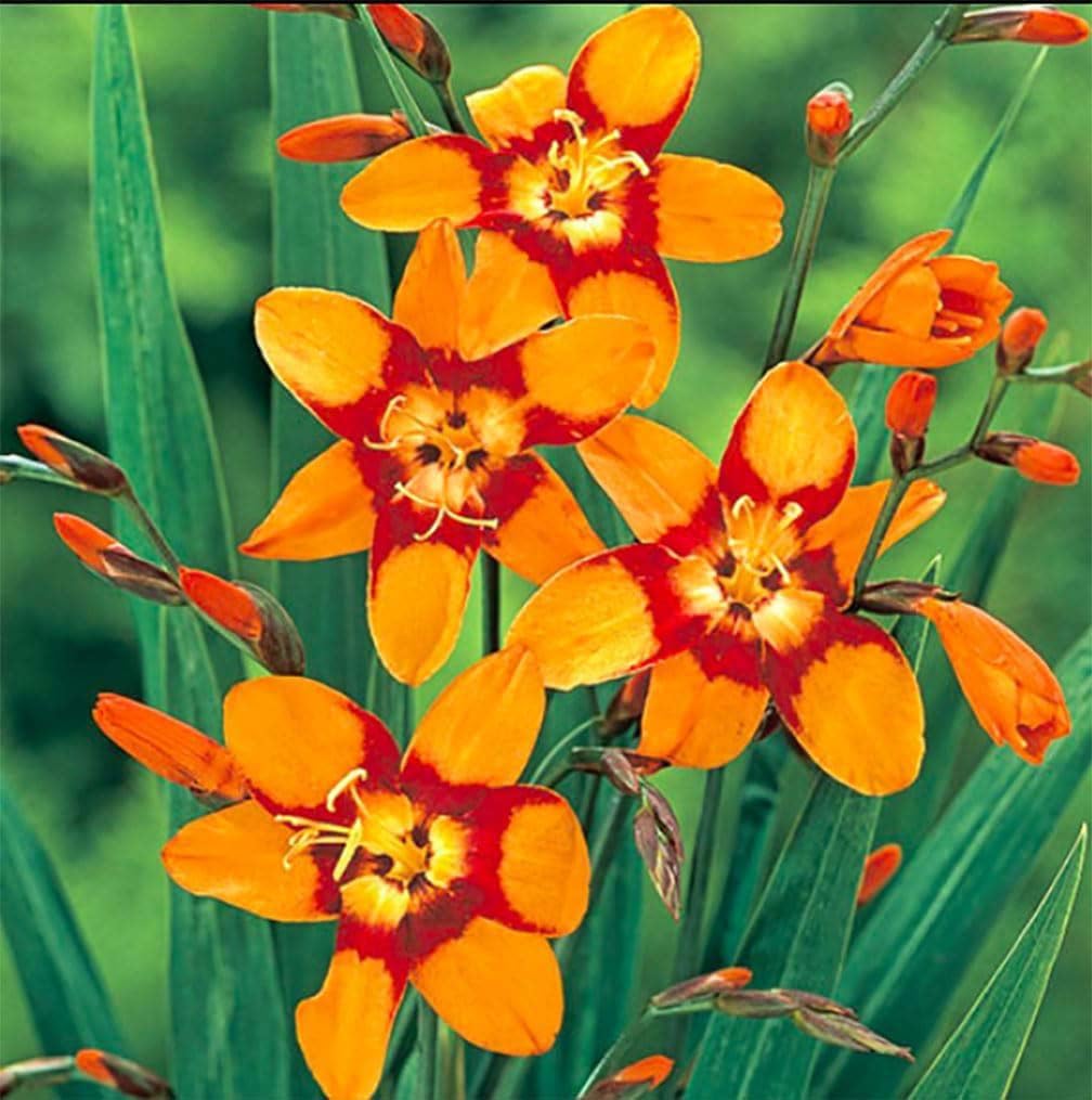 5 Lucifer Crocosmia Blubs - Grows 30-48" Tall.