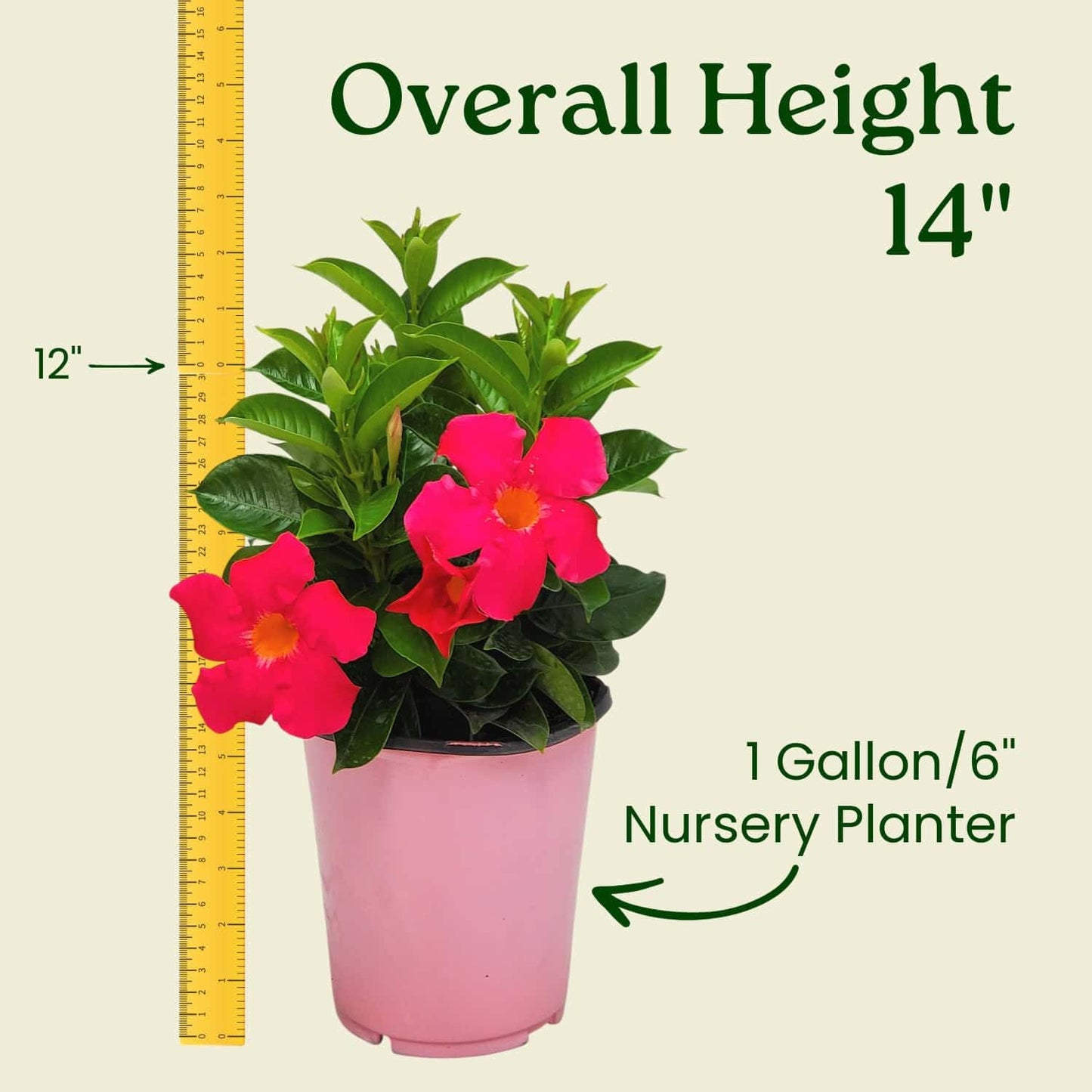 Coral Dipladenia Bush - 14 inch Overall Height, 1 Gallon - Live Flower Plant - Tropical Plants of Florida