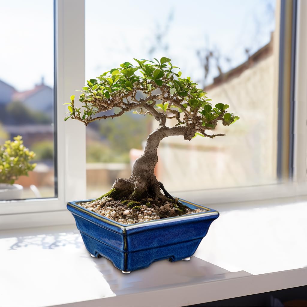 Villa Como Bonsai Pots Shallow Succulent Planters for Live Bonsai Trees Set of 2, 6.3" Ceramic Pot for Succulents Indoor with Drainage Hole, Outdoor Cactus Plant Bonsai Pot, Ceramic Flower Pot