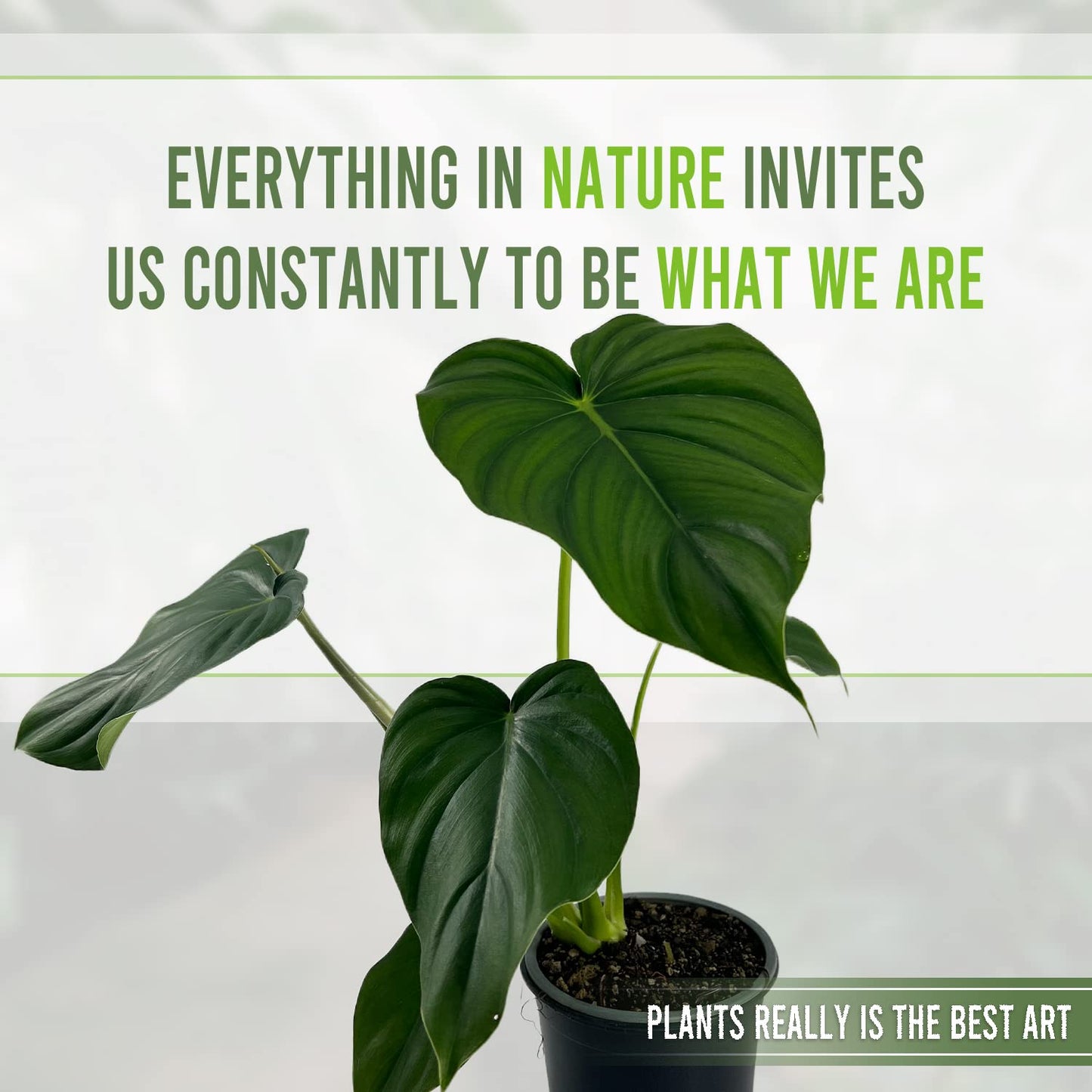 LEAL PLANTS ECUADOR Philodendron Pastazanum (Pack of 2)| Live Indoor Tropical Greenery |Air-Purifying Houseplants | Perfect for Home Decor, Unique Gift for Plant Lover