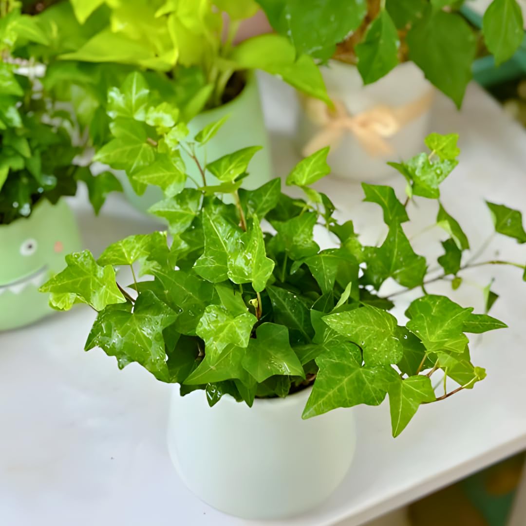 Green English Ivy Live Plants in 4 Inch Pot | Hardy Variegated English Ivy Live Plant for Home & Office Greenery | Low-Maintenance Glacier Ivy Houseplant for Desks, Windowsills & Hanging Displays