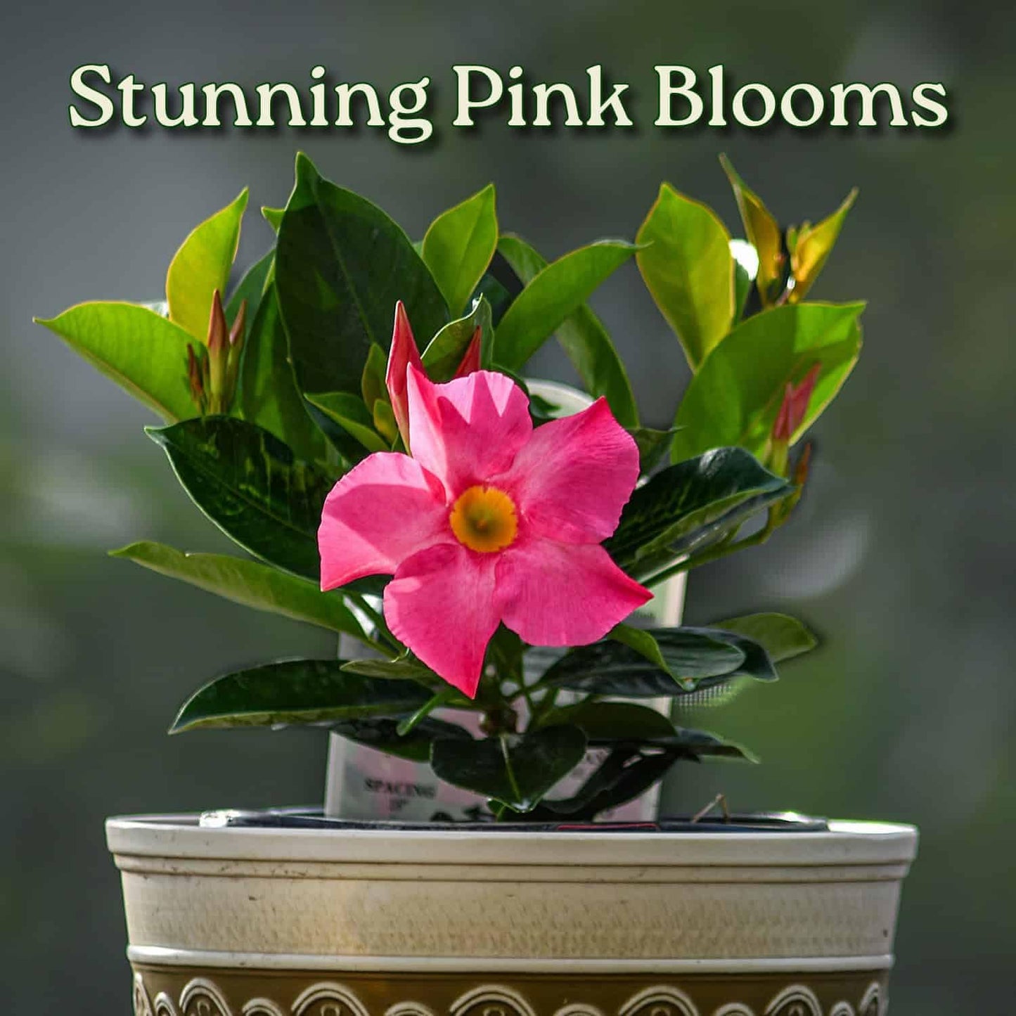 Tropical Plants of Florida Pink Dipladenia Live Plant - 1 Gallon 14 Inch Tall Tropical Flowering Bush Indoor Outdoor Patio Plant Mandevilla