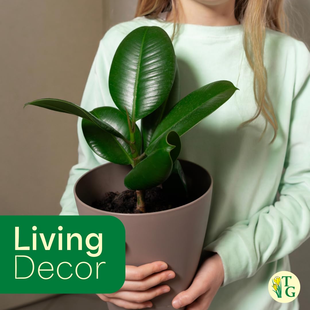 Thorsen's Greenhouse Ficus elastica, Live Indoor Plant, Rare Variety, Natural Air Purifier, Burgundy Rubber Plant, 4-Inch Diameter Pot (Nursery Pot)