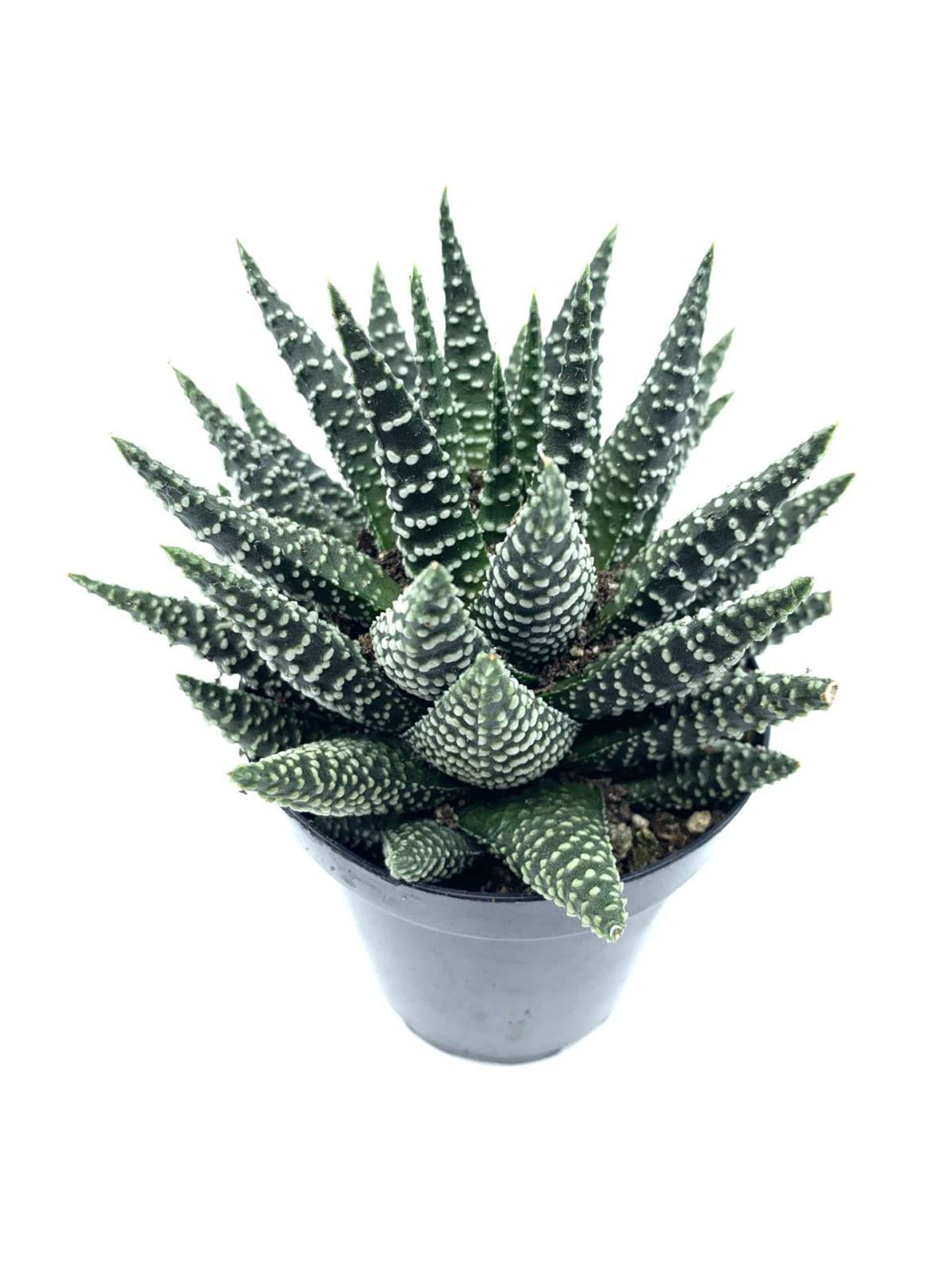 4" Live Plant Cactus Succulent-Haworthia Zebra, Gasteria Hybrid Plant-Fully Rooted, Drought Tolerate, Easy to Grow Indoor/Outdoor.
