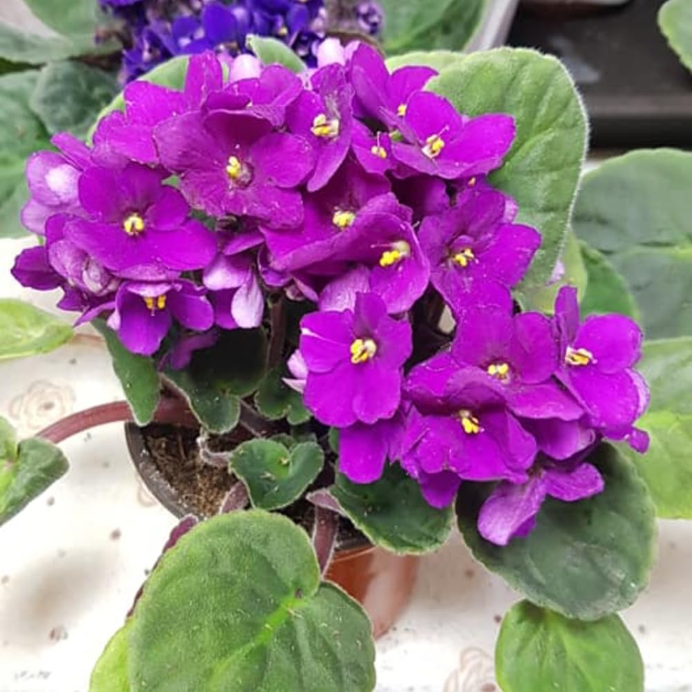 African Violet Live Plant Houseplant in 4" Pot, Blooming Indoor Plant for Home or Office with Vibrant Flowers (Purple African Violet)