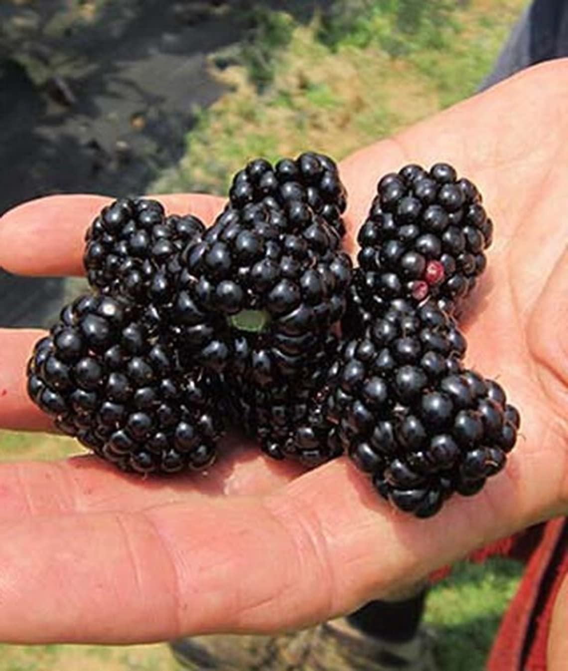 Big Daddy BlackBerry Live Plant (5-9" Tall) – Giant Thornless Berry Bush – Zones 5-9 – Vigorous Rubus Starter for Patio Containers or Gardens – Massive Fruit & Pain-Free Harvest