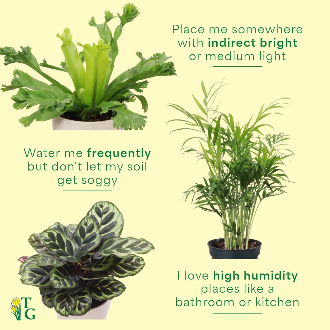 Thorsen's Greenhouse Live Pet Friendly Indoor Houseplants, Live Plants, Safe for Pets, 4" Diameter Pot, 3-Pack (Natural)