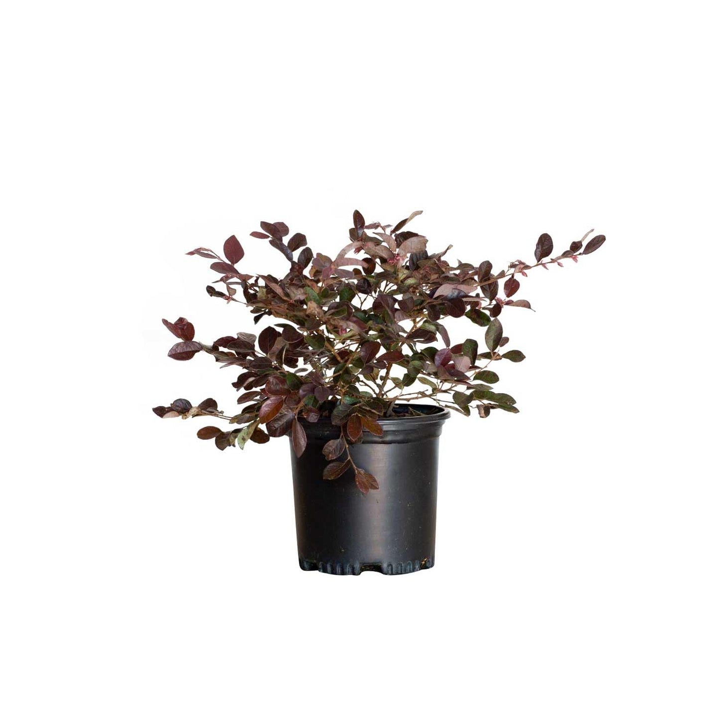 Ruby Loropetalum 'Chinese Fringe Flower' 2.5 Quart - Live Outdoor Evergreen Shrub - Pink Flowering Hedge