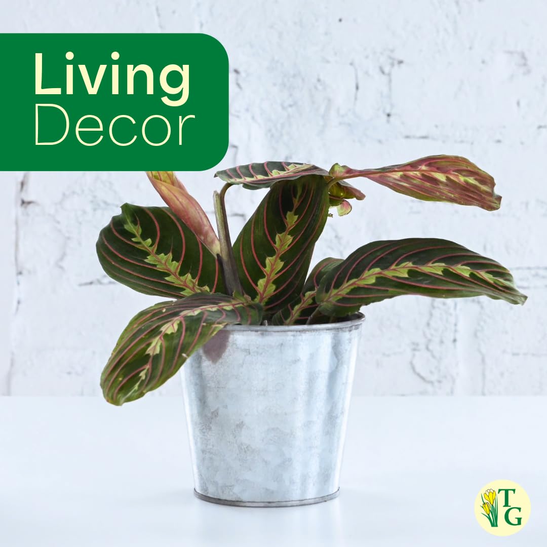 Thorsen's Greenhouse Red Prayer Plant, Live Indoor Plant, Pet Friendly, Popular Houseplant, Red Maranta, Easy to Grow, 4" Diameter Pot (Gold)