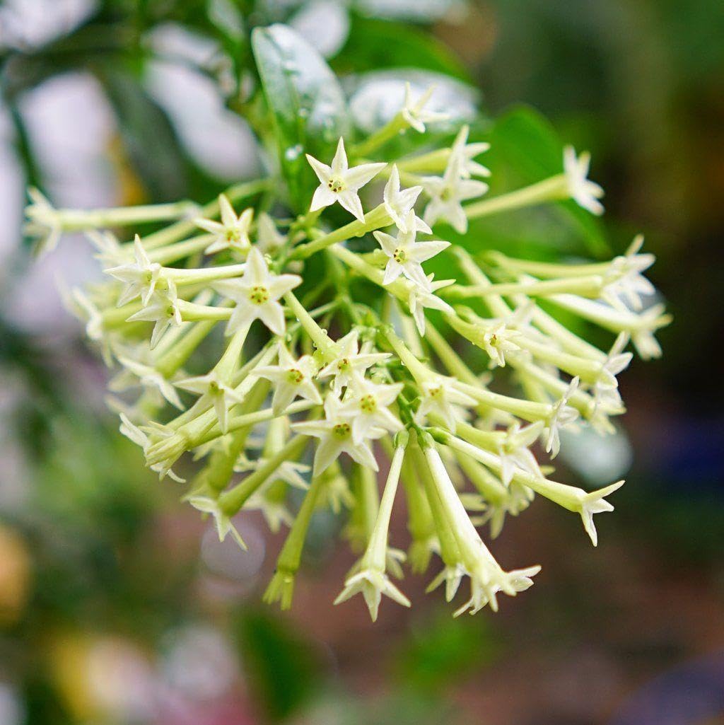 Night Blooming Jasmine Plant Live | Size 4 to 5 Inch Tall | Housewarming Friendship Gifts for Women Best Friend Presents for Mom Birthday Gift for New Home
