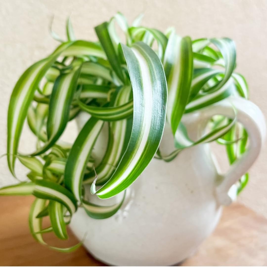 Airplane Spider Plant Live, Curly Spider Plants Live Houseplant in 4 Inches Pot, Indoor Oudoor Decor, Can Grow in Hanging Basket
