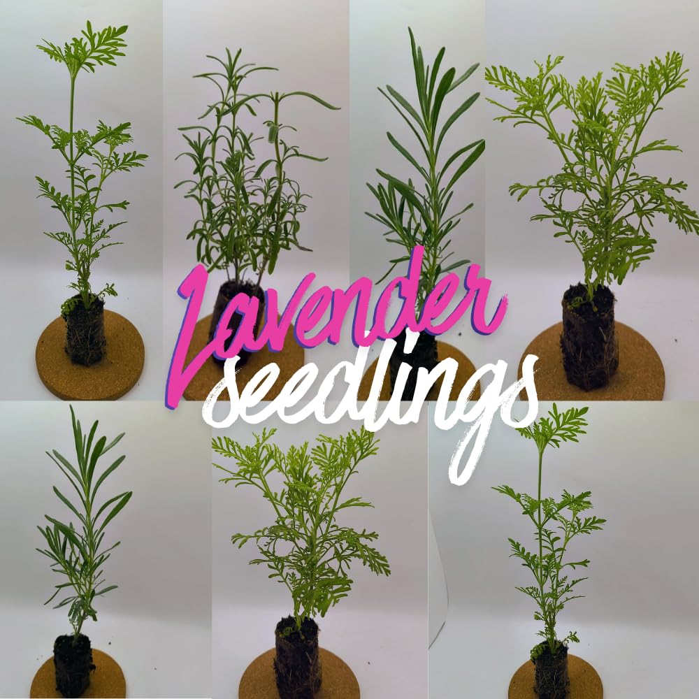 3 Lavender Plants Live Starter Plants Plugs 1-3" in Tall, Hardy Perennial Lavender for Garden and Landscape with Fragrant Purple Blooms, No Pot (Blue Purple)