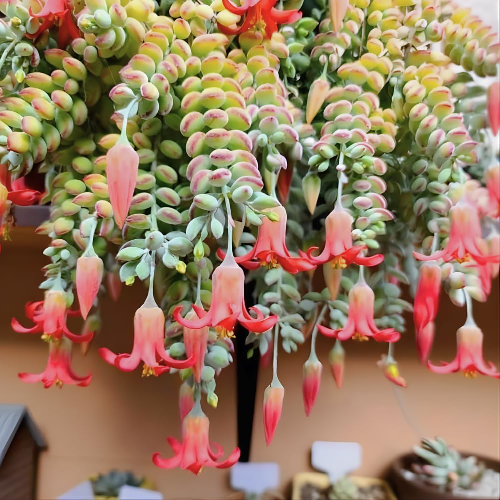 Cotyledon Pendens Succulent Plant Live – 4 Inch Pot | Rare Trailing Houseplant | Easy-Care Indoor Succulent