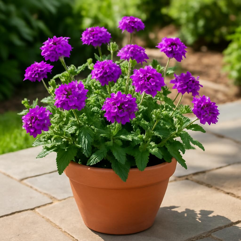 Perennial Farm Verbena x 'Homestead Purple' – Live Perennial in #1 Container, Deep Violet Blooms, Spreading Groundcover, Long Blooming, Heat Tolerant, Perfect for Borders, Containers & Pollinators