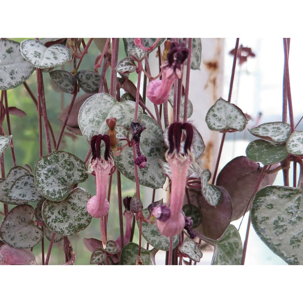 String of Hearts - Hearts Entangled -Ceropegia woodii-2.5" Pot-Collector' Series