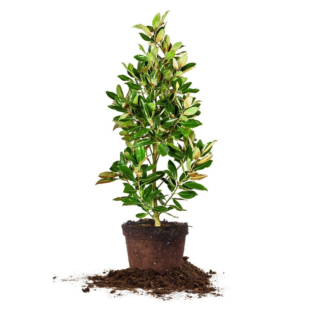 Little GEM Magnolia - Size: 2-3 ft, Live Plant, Includes Special Blend Fertilizer & Planting Guide