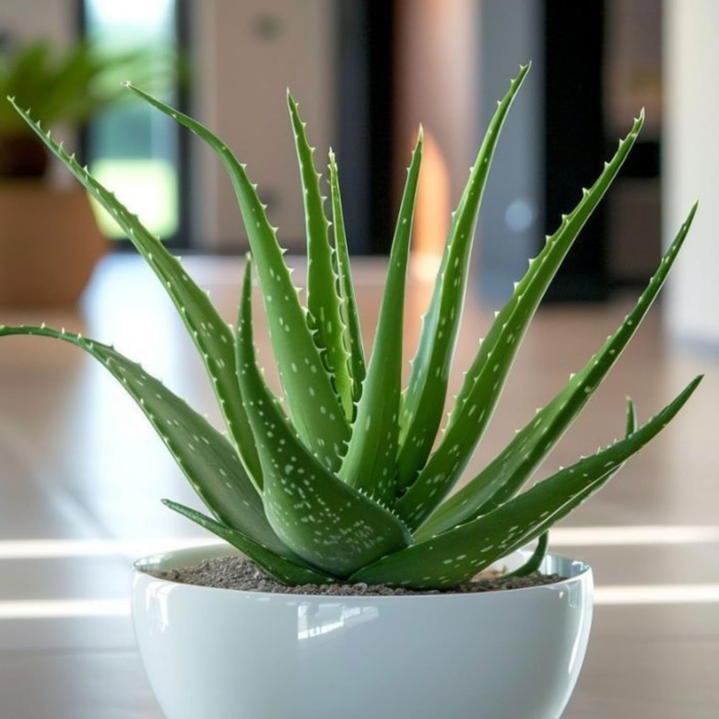 Aloe Vera Aloe Vera Live Plant for Planting in Size 2 Inch Pot | Vibrant, Low-Maintenance Aleo Plant for Patio, Balcony & Indoor Spaces | Perfect for Plant Enthusiasts & Beginners