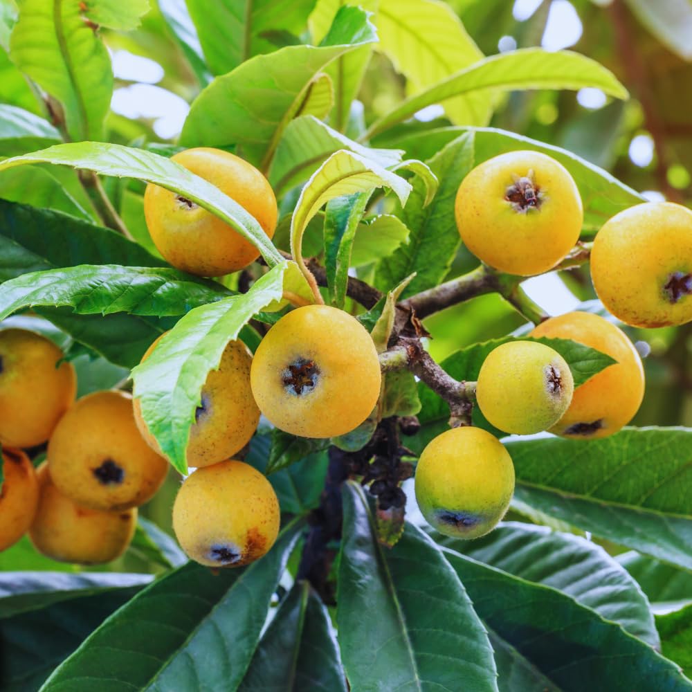 Loquat Tree Live Plant, 5 to 9'' Tall, Live Loquat Plant Tree Pot, Cold Hardy Garden