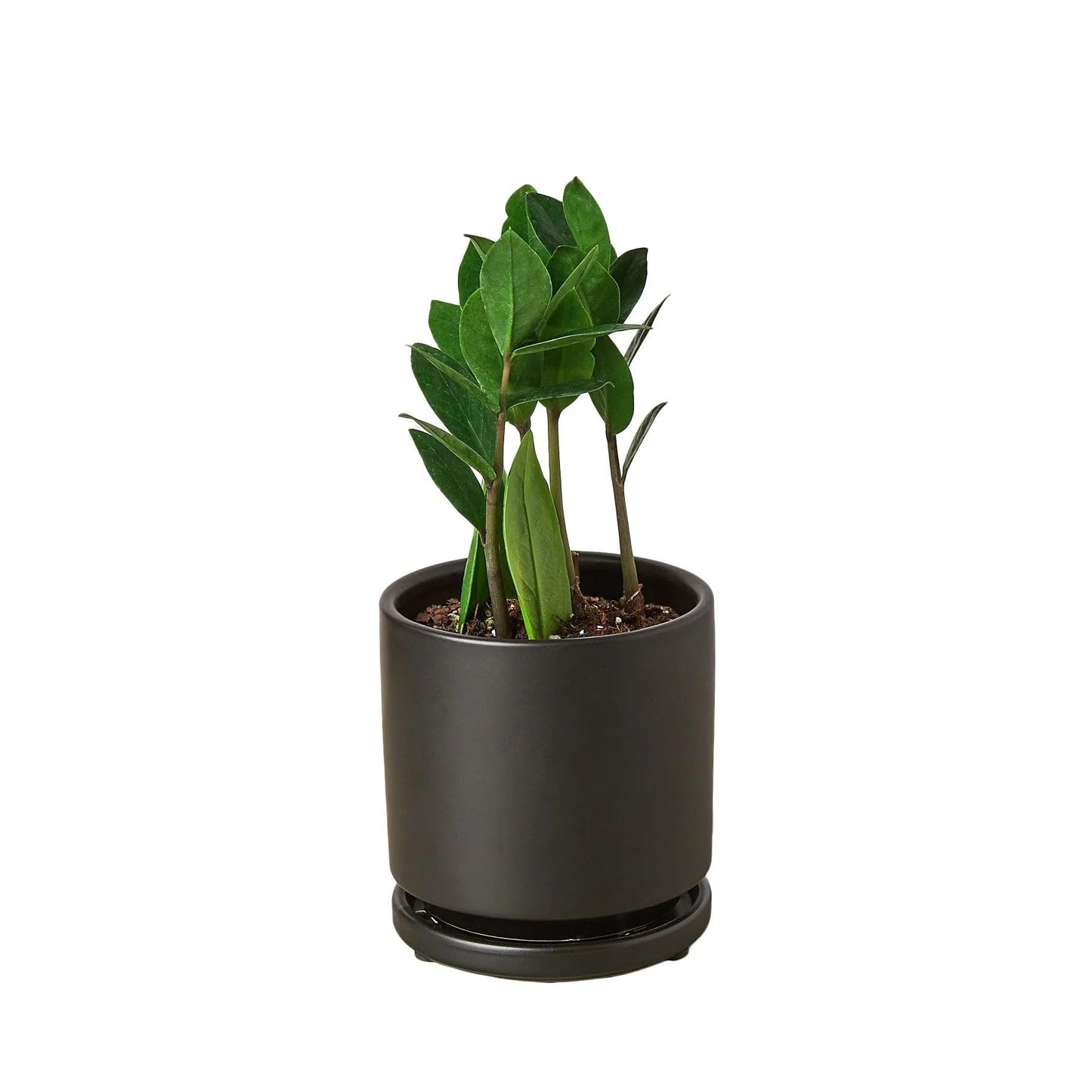 Zamioculcas Zamiifolia ZZ in 3in Pot - Live Plants Tropical Houseplants | Variegated | USA Growers | The Snobby Leaf