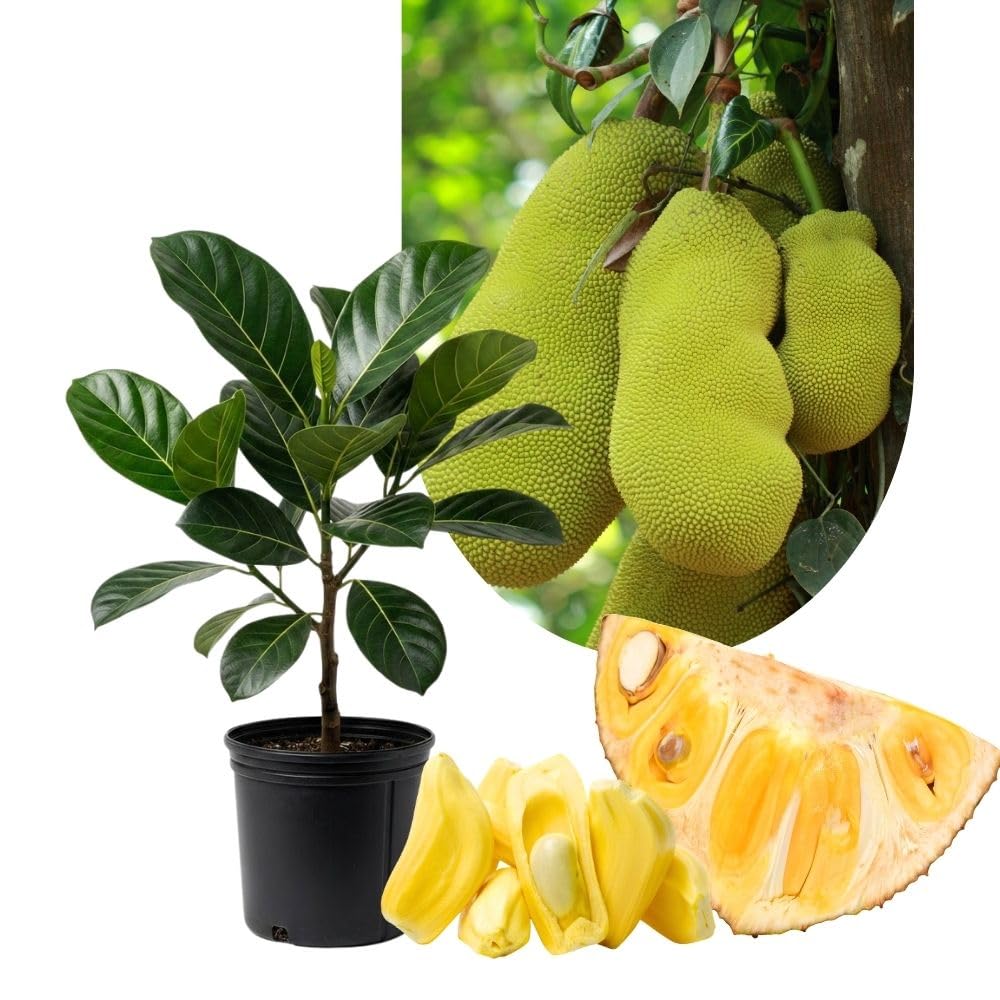 Jackfruit Tropical Live Plant 2-3 Feet in One Gallon Pot, Sweet Jackfruit Fruit Tree for Planting Outdoor, Tropical Jackfruit Fruit Plant for Indoor Outdoor Garden or Landscape