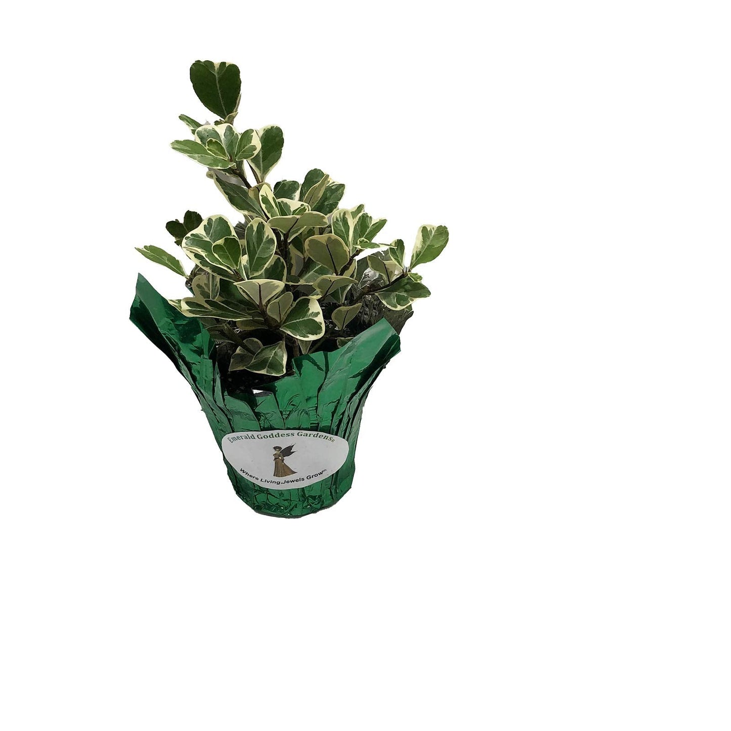 Variegated Ficus Triangularis - Live Tropical Shrub Plant - White Green Heart-Shaped Leaf - Emerald Goddess Gardens - Starter Sz 4 Inch Pot