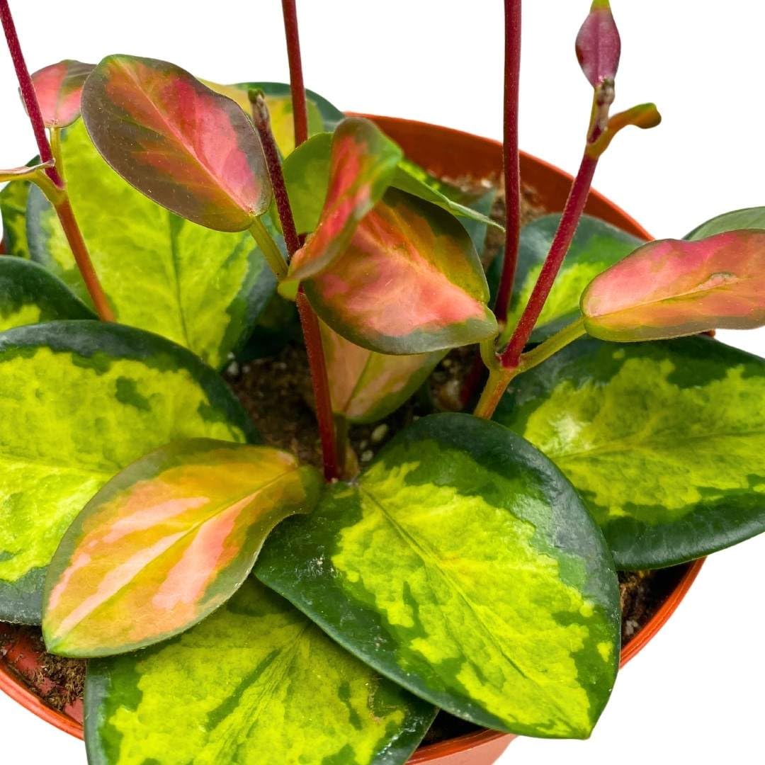 BubbleBlooms Variegated Hoya Australis, Tricolor Lisa, Very Rare Limited Live Plant, in 4 inch Pot