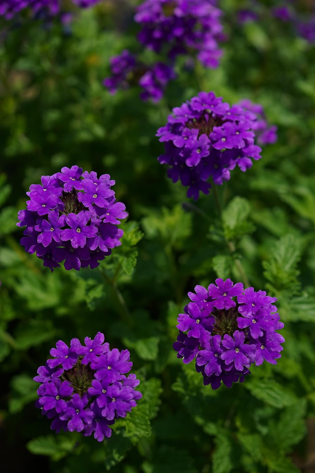 Perennial Farm Verbena x 'Homestead Purple' – Live Perennial in #1 Container, Deep Violet Blooms, Spreading Groundcover, Long Blooming, Heat Tolerant, Perfect for Borders, Containers & Pollinators