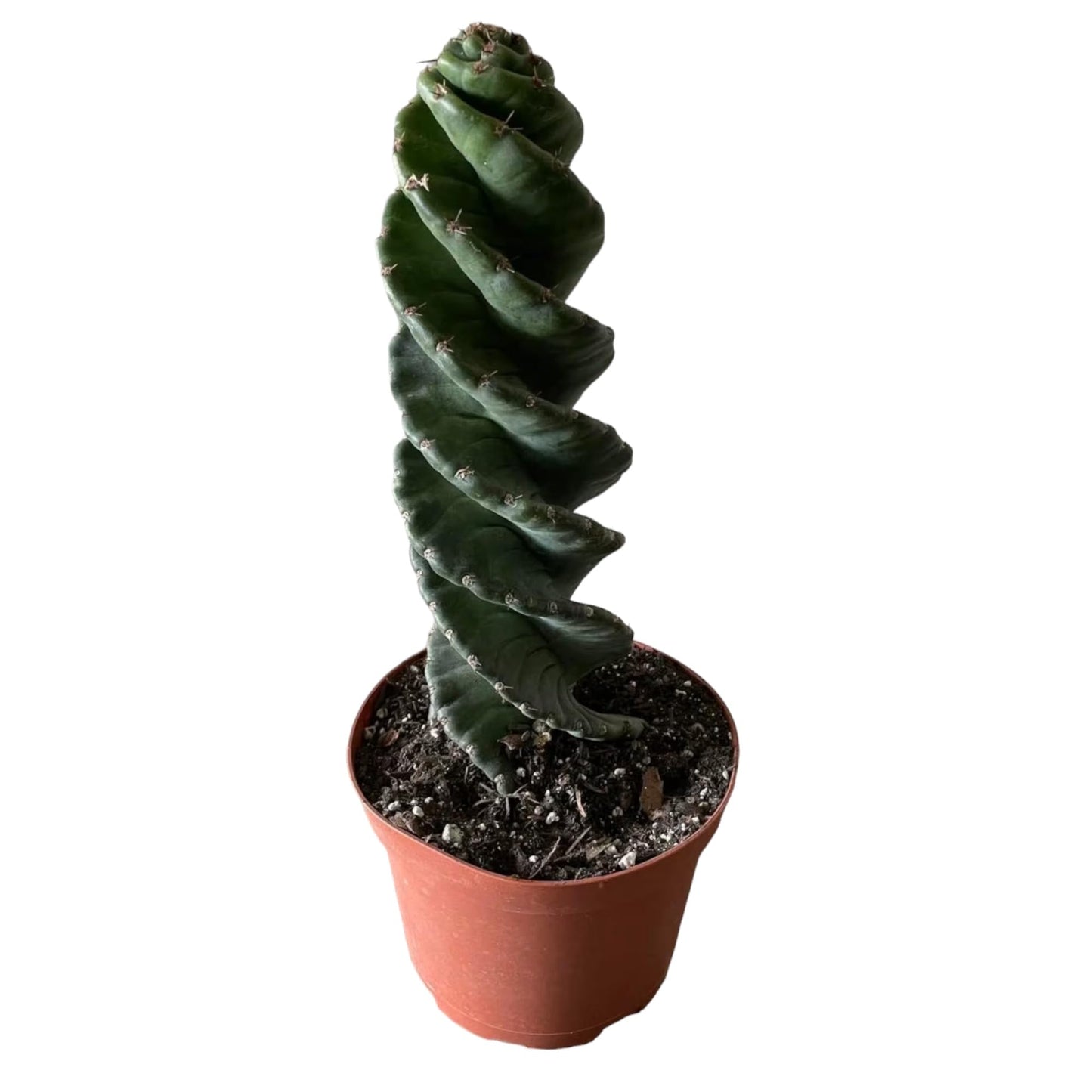 Spiral Cactus - Cereus forbesii 'Spiralis' - Twisted Rare Succulent - Tornado Cactus - Live Rooted Indoor Plants (12'')