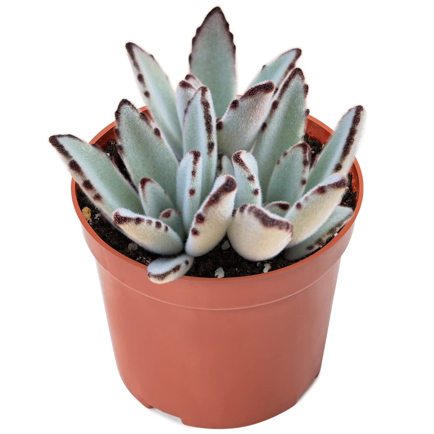 Sprout N Green Kalanchoe Tomentosa Panda Plant with 4 inch Starter Pot, Rare Live Succulent Plant Fully Rooted, Home Office Indoor Outdoor Wedding Decoration DIY Projects Party Favor