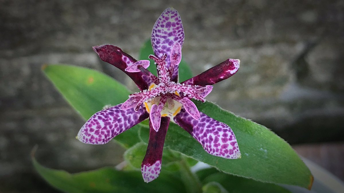 Raspberry Mousee Toad Lily (Hardy Japanese Lily) 1/pkg