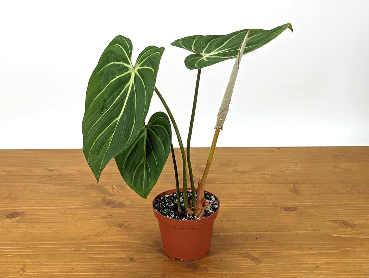 Philodendron Gloriosum 'Zebra | Live Plant for Indoor & Outdoor | for Living Room, Office, Bathroom | (4" Pot)