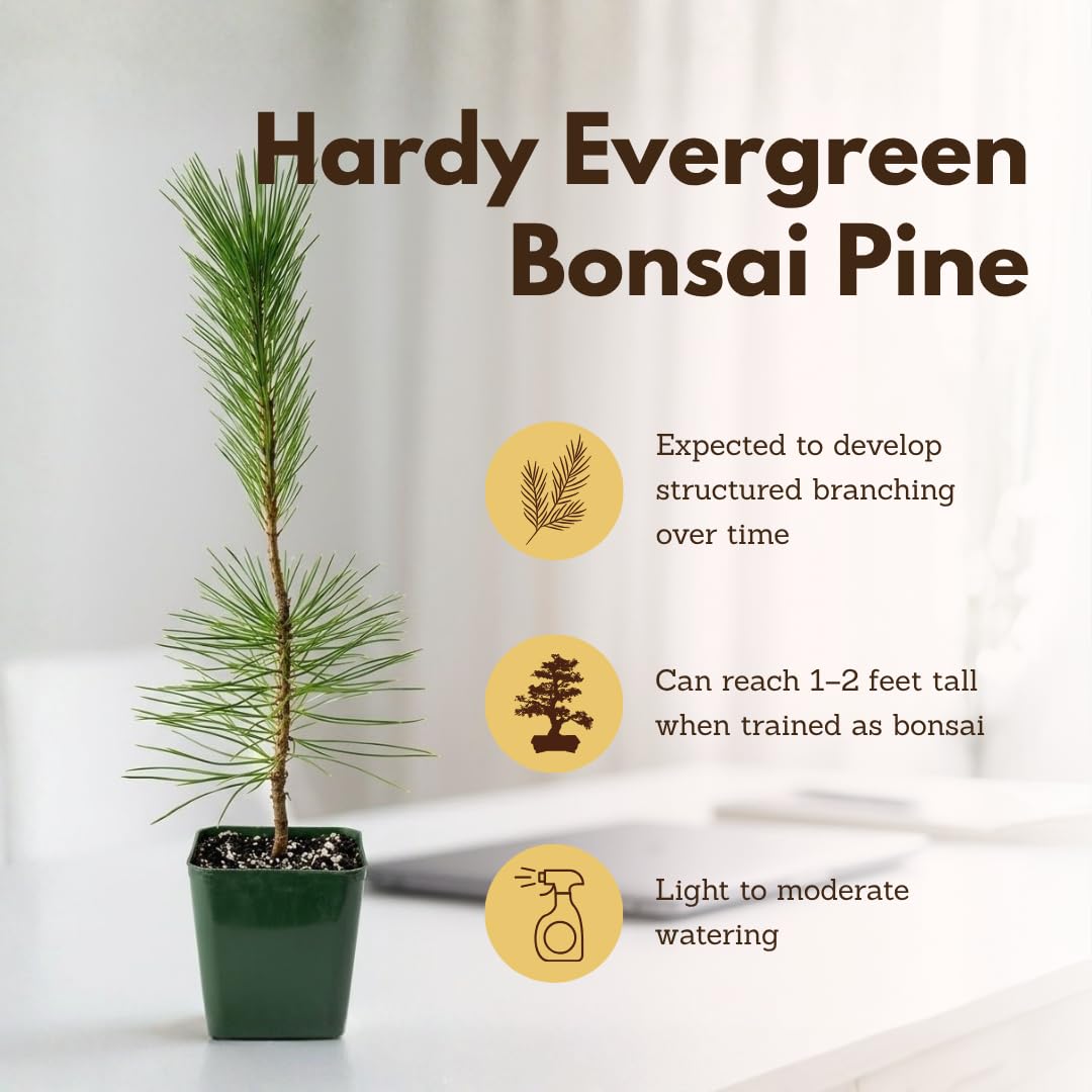 My Shelfie - Japanese Black Pine Bonsai Tree, Tall Bonsai Tree Live, Live Plants for Outdoor or Indoor Garden, 2-Inch Pot