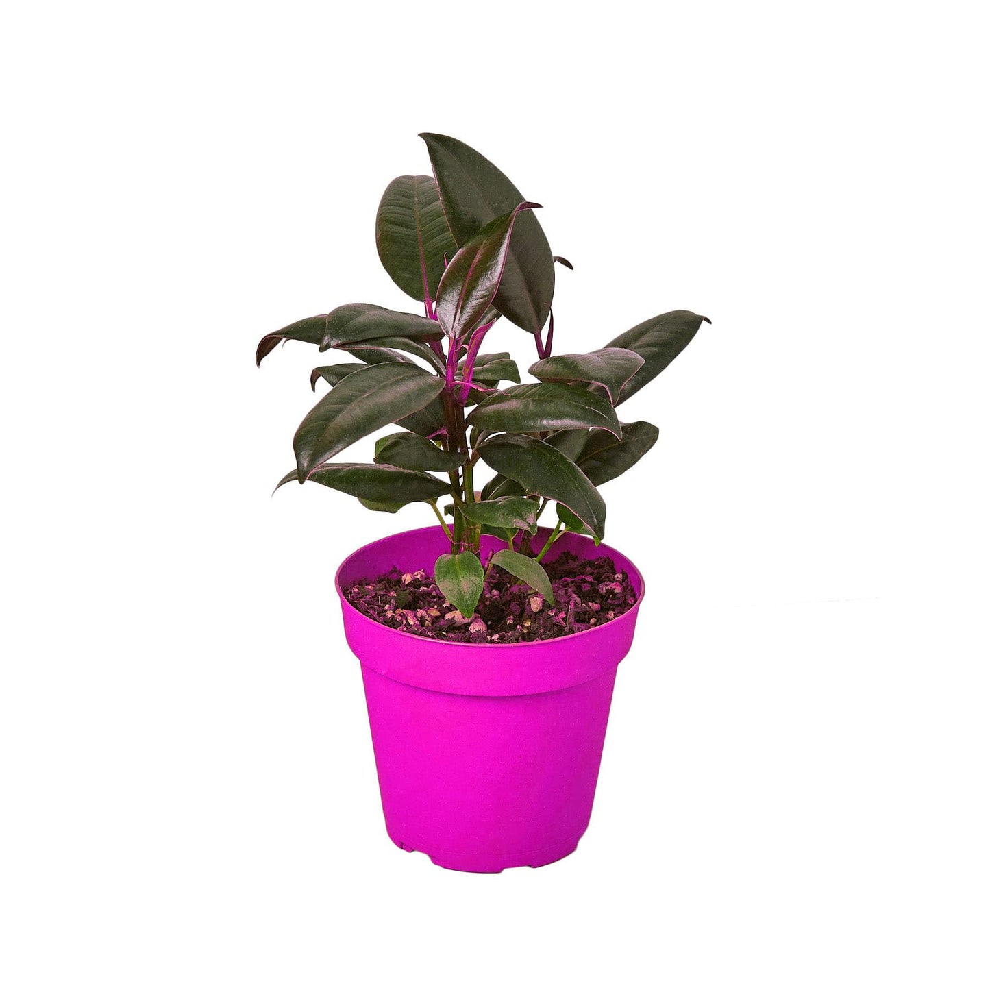 Ficus Elastica 'Burgundy' in 4in Pot - Live Plants Tropical Houseplants | Variegated | USA Growers | The Snobby Leaf