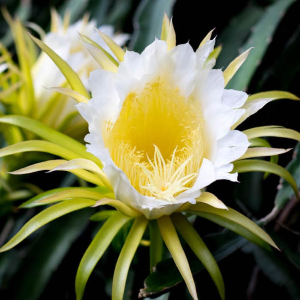 Dragon Fruit Plant Live in 3 Gallon Pot, Tropical Fruit Tree Cactus for Outdoors