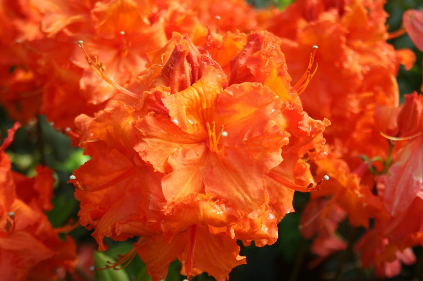 Live Plant - GibraltarAzalea RhododendronWell Rooted Starter Plant