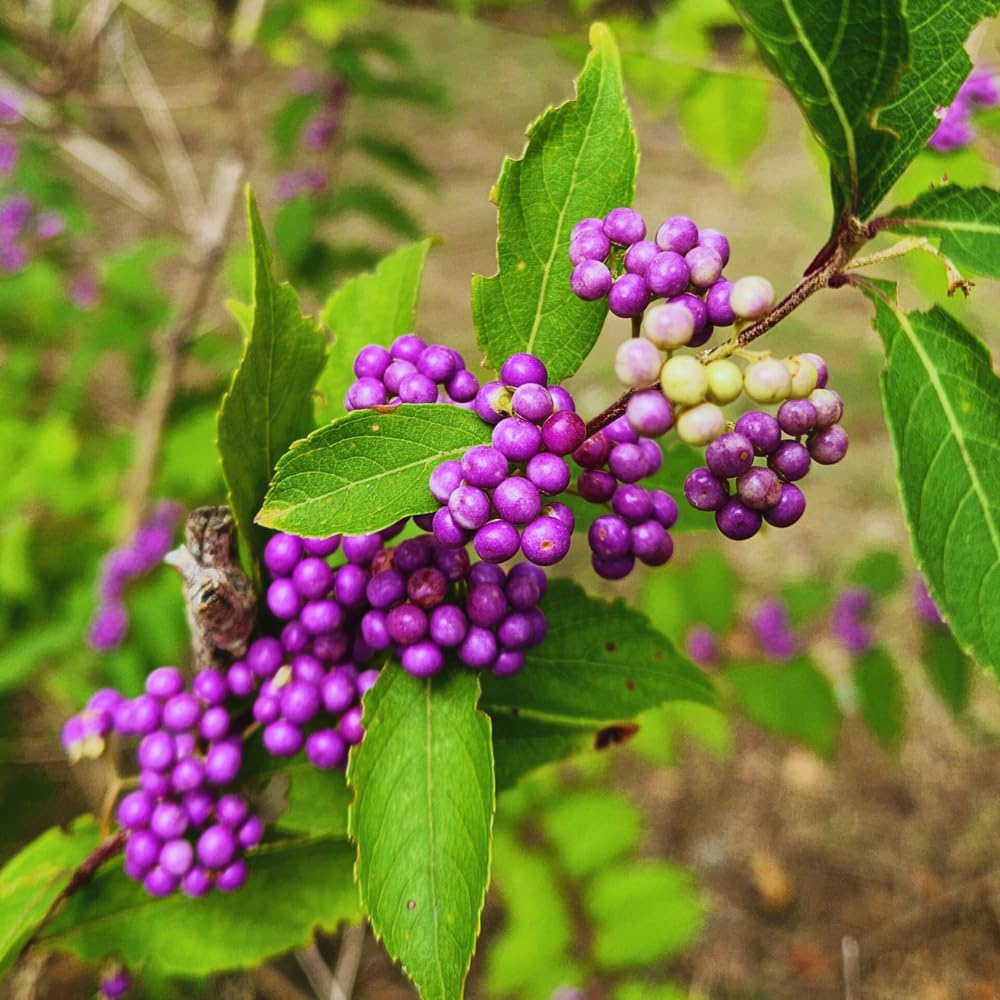 American Beautyberry Plant Live, Hardy Purple Beautyberry Live Plant, Flower Bush Shrub Berry Plants, 4 Inc Pot, Home Gardening
