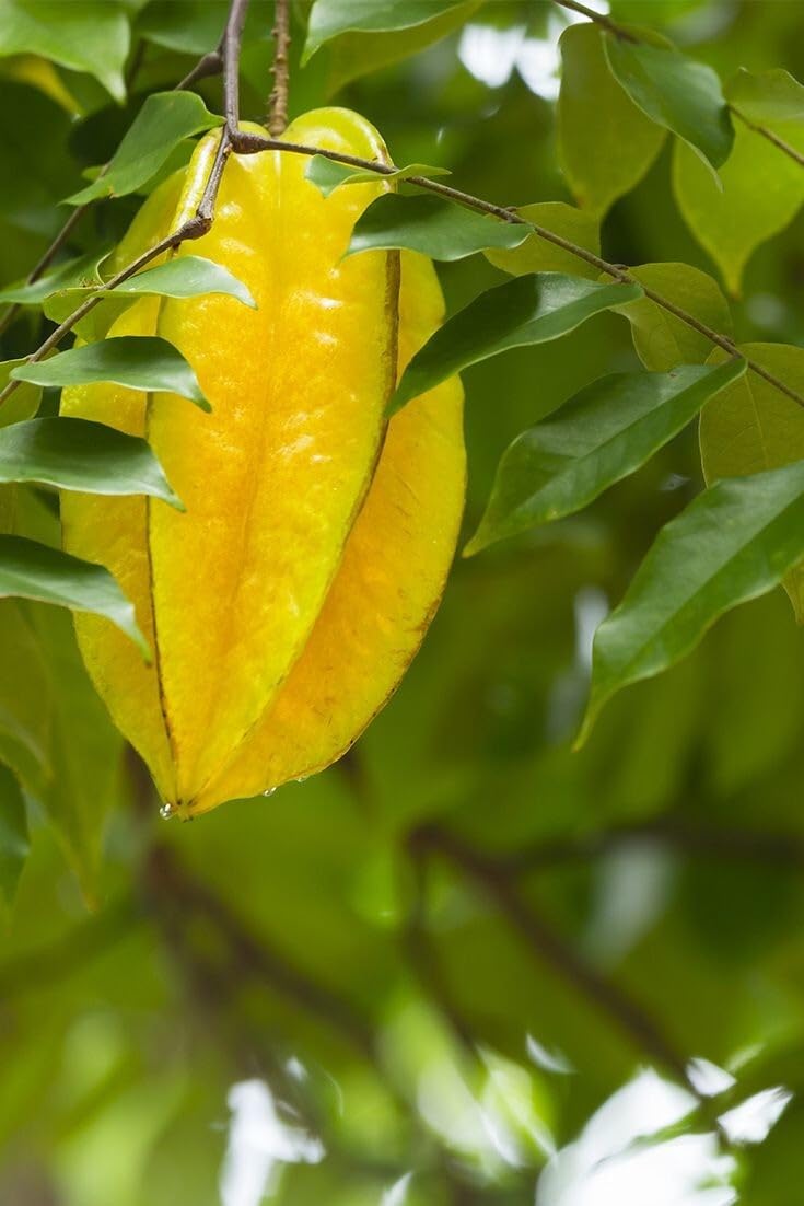 Live Plant - Big Carambola Tree Grafted (Averrhoa Carambola) 2′-3′ Tall