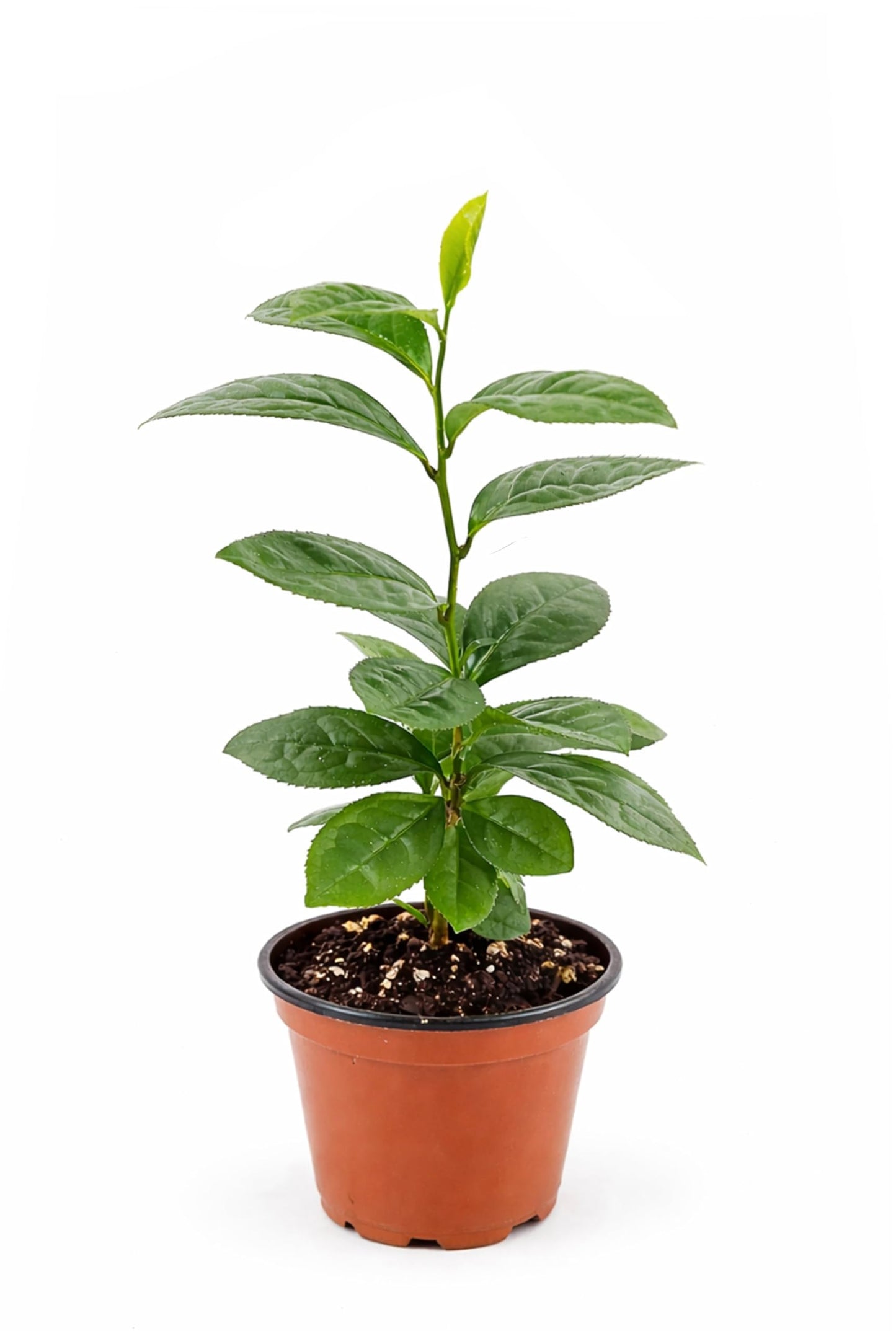 Camellia Sinensis Tea Plant | 1 Live 4 Inch Plant | Hedge Bush, Black, White & Green Tea Leaves, Indoor Outdoor Gardening, Aromatic Evergreen, Full Sun Shrub, Home Brewing
