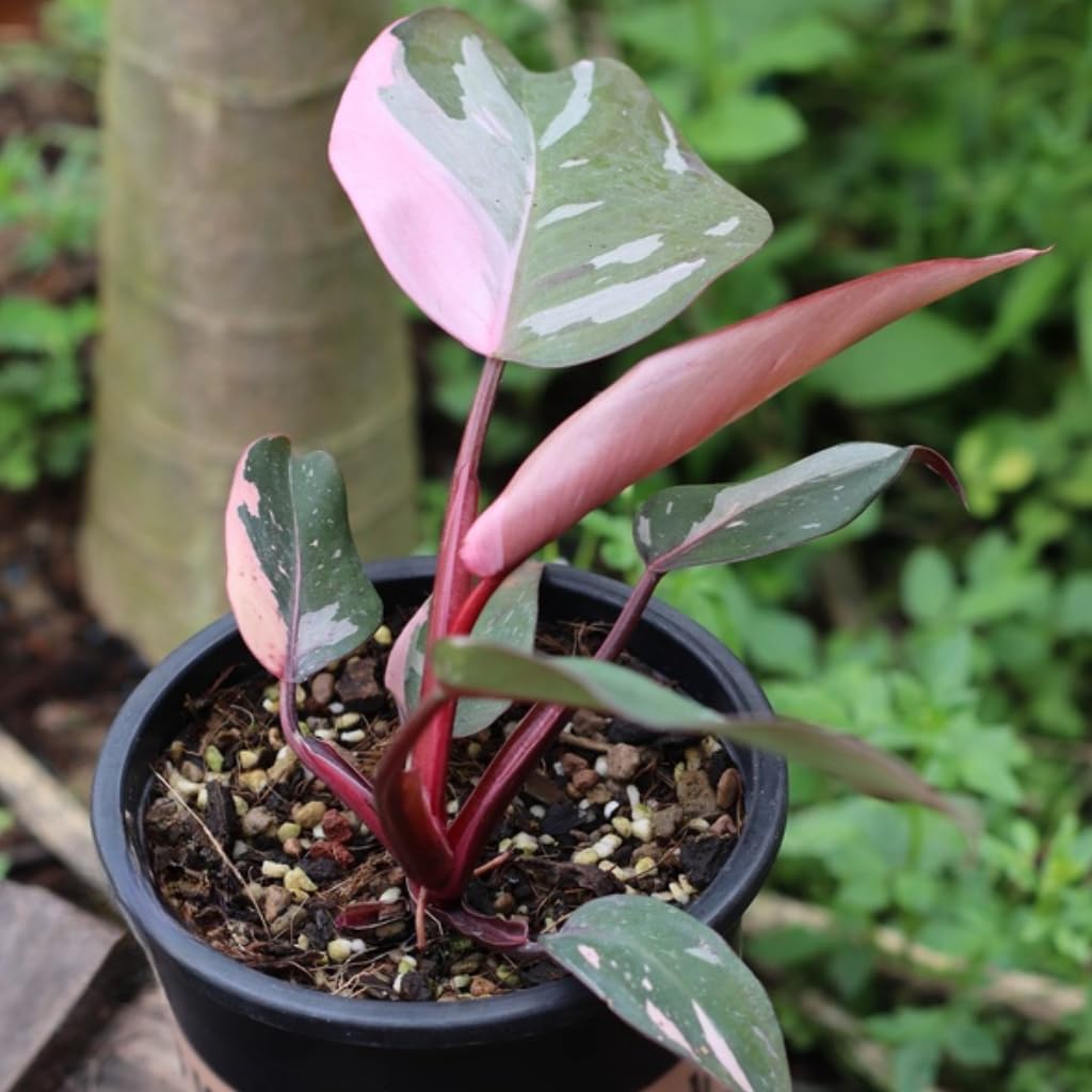 Pink Princess Philodendron Live Plant | Easy Plants Live Houseplants with 4 Inch Pot | Philodendron Pink Princess Plant for Indoor Home & Office
