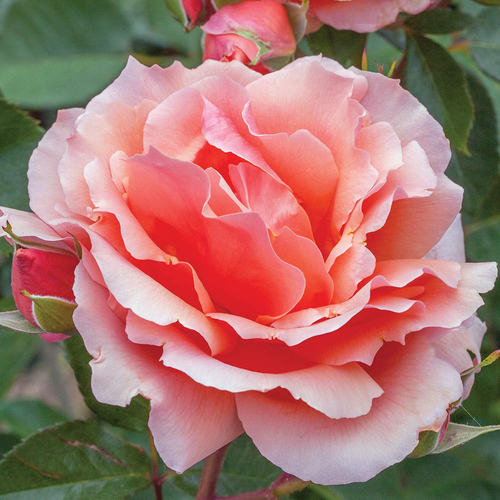 Heirloom Roses Rose Plant - Apricot Candy™ Apricot Rose Bush, Hybrid Tea Live Plant for Planting Outdoors