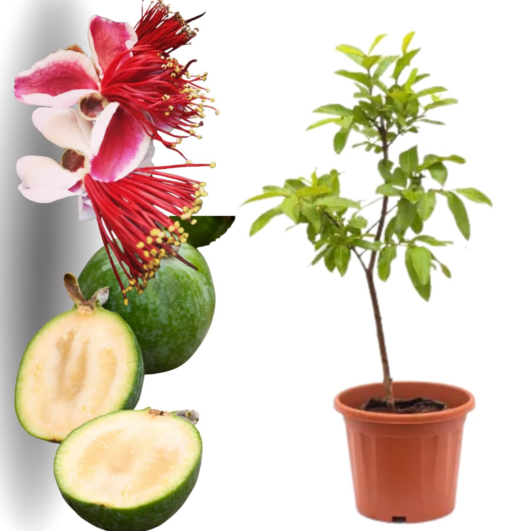 Fragrant Guava Tree Live Plant, Well Rooted 4"-10" in Tall, Tropical Fruit Guavas for Gardening, Zones 9-11 (Pineapple)