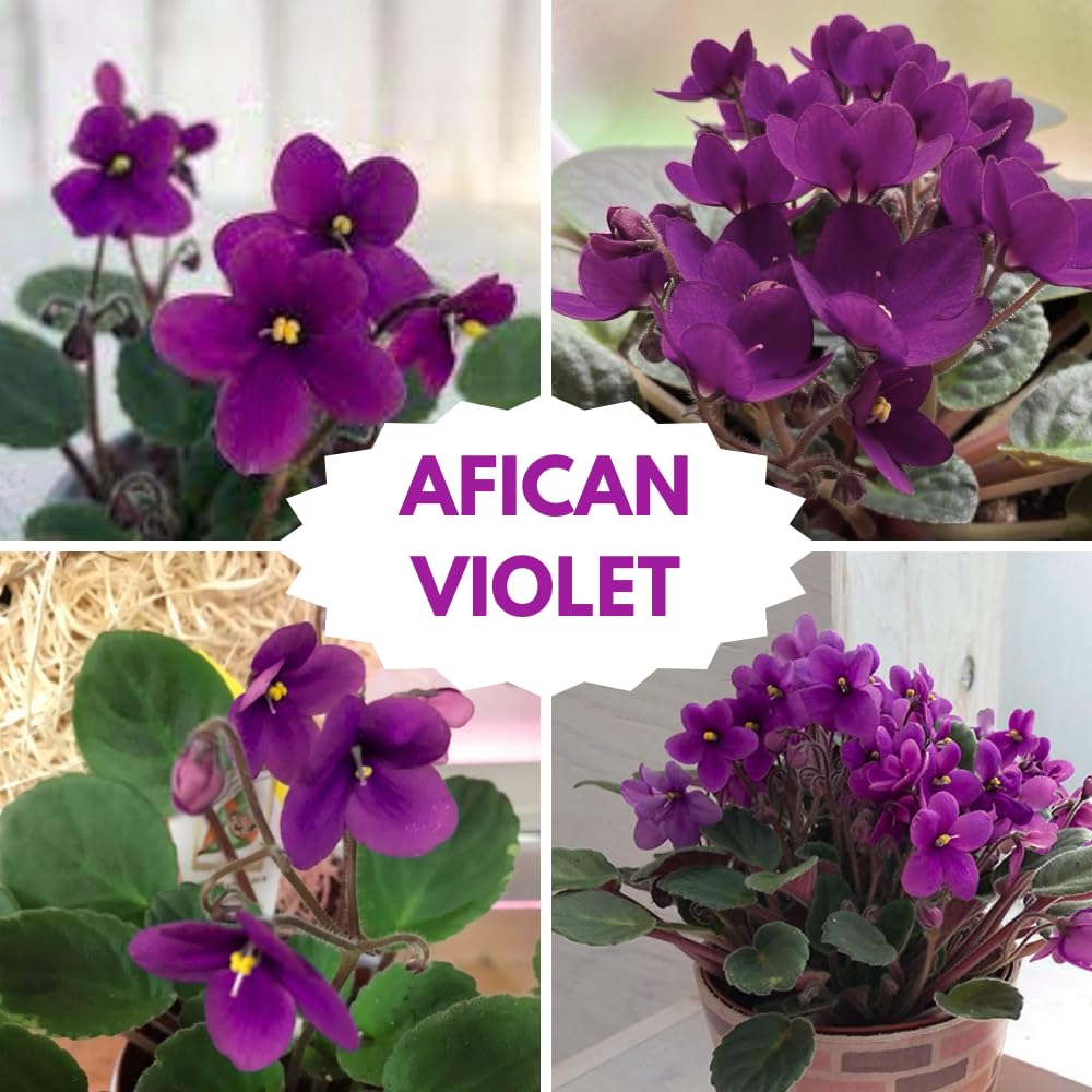African Violet Live Plant Houseplant in 4" Pot, Blooming Indoor Plant for Home or Office with Vibrant Flowers (Purple African Violet)