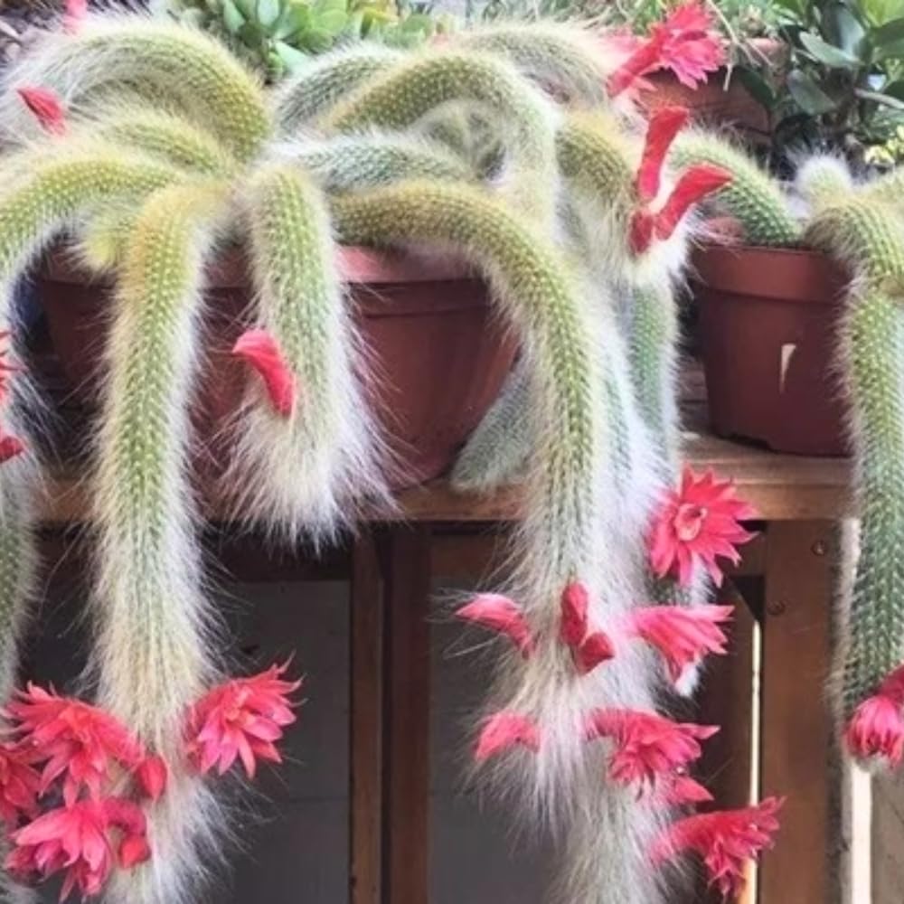 Trailing Monkey Tail Cactus Plant Live, 6 to 8 Inches Tall, Live Succulents Plant for Planting Indoor Oudoor