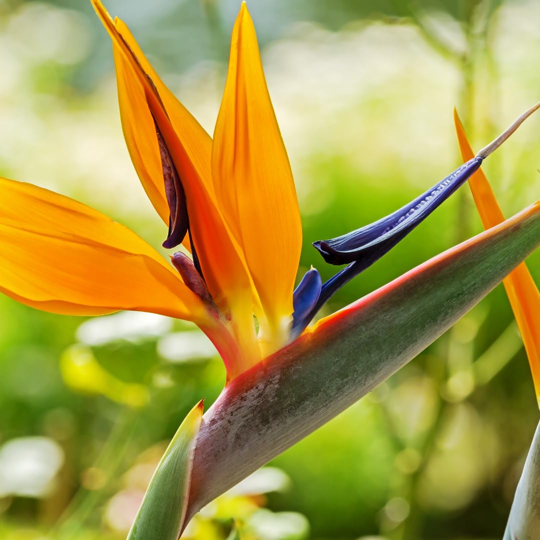Bird of Paradise Plants - Live Tropical Ornamental Houseplant, 6-8" Indoor and Outdoor Planting, Zones 9-11 (Orange)