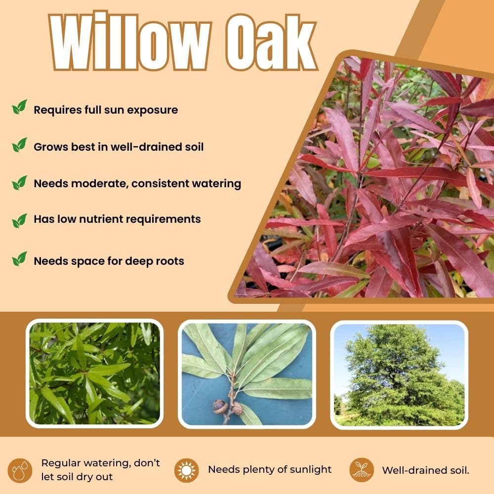 Set 2 Willow Oak Live Plant 12-18 Inch Tal, Hardy Shade Trees, Live Oak Plants for Planting Outdoor Garden, Dormant in Winter