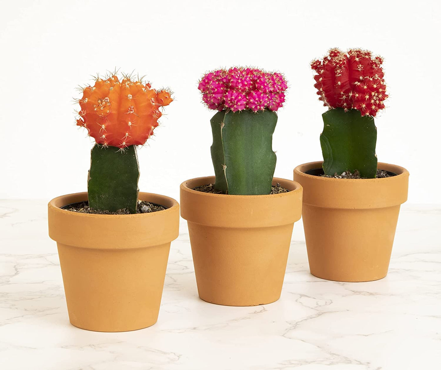 Grafted Cactus Succulent 3PK in 3" Terracotta Pots, Live Succulents & Mini Cacti Plant Gift, Real Houseplants for Home or Office, Easy Care Houseplant Trio by Plants for Pets