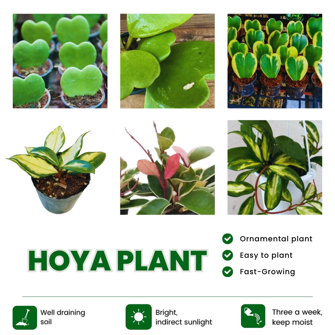 Combo 2 Hoya Live Plants, Hoya Kerrii Heart Plant, Hoya Carnosa Tricolor Houseplant Indoor Planting 4-7 Inch Tall
